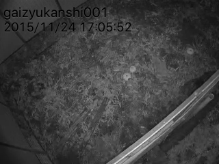 夜間のカメラ画像