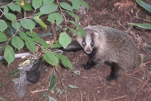 須坂市　くくり罠捕獲
